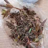 Kalanchoe daigremontiana gemme avventizie