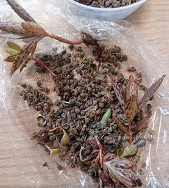 Kalanchoe daigremontiana gemme avventizie