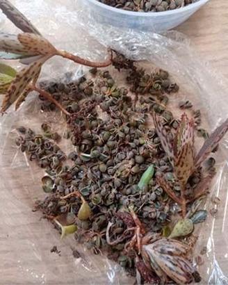 Kalanchoe daigremontiana gemme avventizie