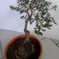 Bonsai di olivastro 