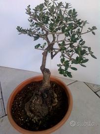 Bonsai di olivastro 