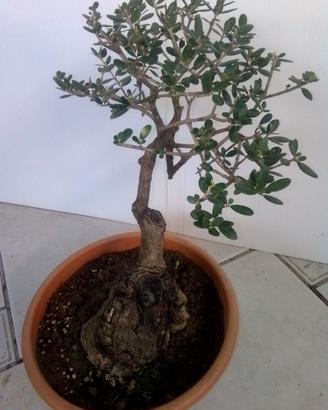 Bonsai di olivastro 