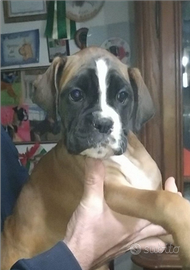 Boxer cuccioli