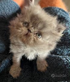 Cucciolo di gatto persiano
