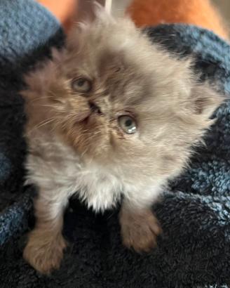 Cucciolo di gatto persiano