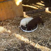 Cuccioli di lagotto romagnolo originali 50 giorni