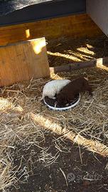 Cuccioli di lagotto romagnolo originali 50 giorni