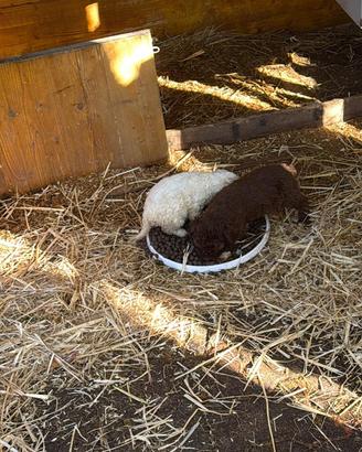 Cuccioli di lagotto romagnolo originali 50 giorni