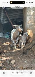 Capra nana incinta con agnello maschio