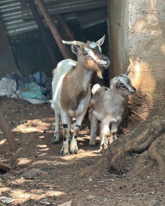 Capra nana incinta con agnello maschio