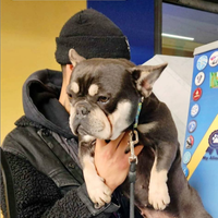 Bulldog femmina adulta