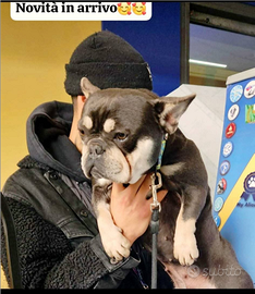 Bulldog femmina adulta