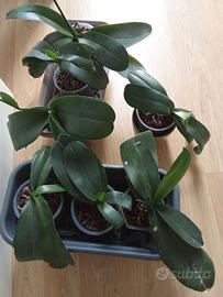 Orchidee