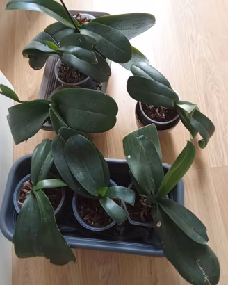 Orchidee
