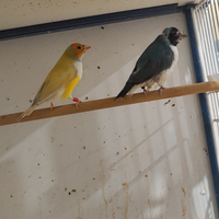 Coppia diamantini di gould