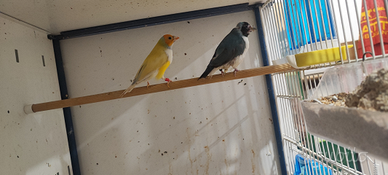 Coppia diamantini di gould