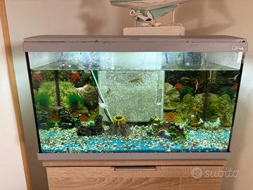 Acquario