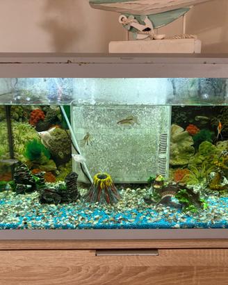 Acquario