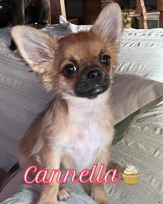 Chihuahua pelo lungo pedigree italiano