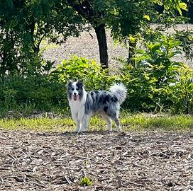 Border Collie per monta