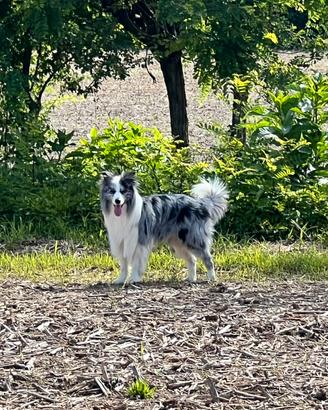 Border Collie per monta