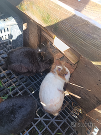 Coniglietti nani testa dì Leone