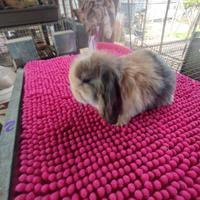 Coniglietto ariete nano