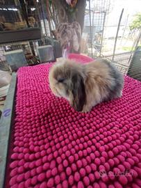 Coniglietto ariete nano