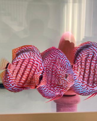 pesci discus 