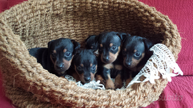 Cuccioli di pinscher nano