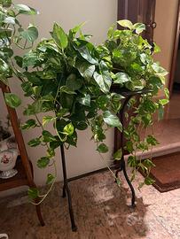 Due piante di Photos