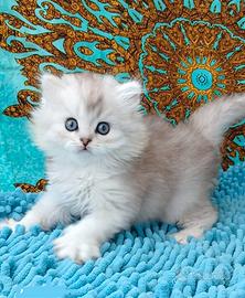Gattino British silver chinchilla