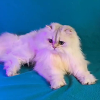 British longhair con pedigree
