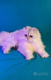 British longhair con pedigree