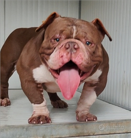 American Bully Exotic