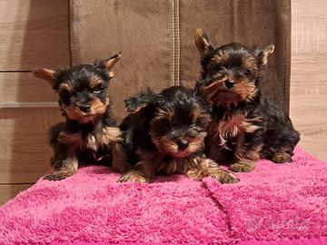 Maschietti di Yorkshire