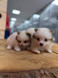 Spitz Pomerania mini toy