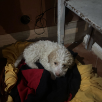 Lagotto Romagnolo ultimo cucciolo