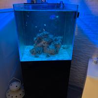 Acquario marino 120lt + sump+acessori