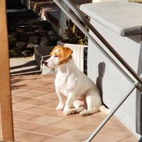 Jack russell (topa) si vuol maritare - pedigree