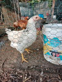 Gallina ovaiola sussex