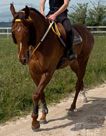Cavalla Psi di 7 anni