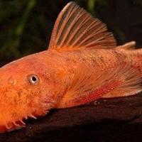 Ancistrus super red high grade