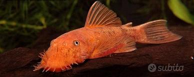Ancistrus super red high grade