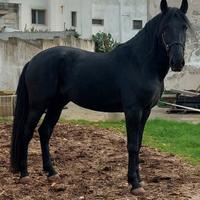 Cavallo murgese