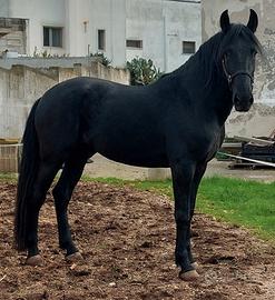 Cavallo murgese