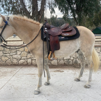 Cavallo