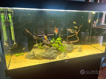 Pesci acquario dolce