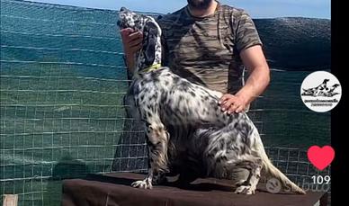 Setter radentis