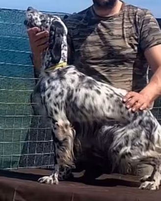 Setter radentis